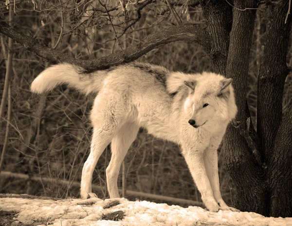 Télen Szürke Vagy Szürke Farkas Vagy Nyugati Farkas Egy Kutya — Stock Fotó