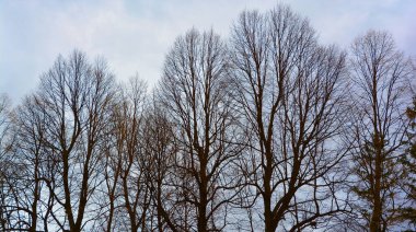 Quebec, Kanada 'da bahar mevsiminde dipten gelen ağaç 