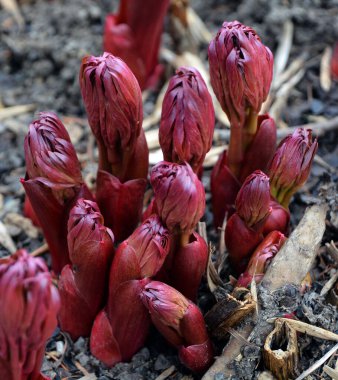 Şakayık tomurcukları, Paeoniaceae familyasının tek türü olan Paeonia cinsinde çiçek açan bir bitkidir. Asya, Güney Avrupa ve Batı Kuzey Amerika 'ya özgüdürler.