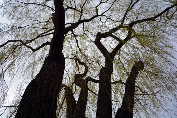 Tree Bottom Spring Season Quebec Canada — Stock Photo, Image