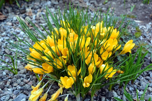 Crocus Plural Krokusse Oder Krokusse Ist Eine Pflanzengattung Aus Der — Stockfoto