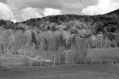 Bromont, Quebec, Kanada 'daki Bahar Ormanı manzarası