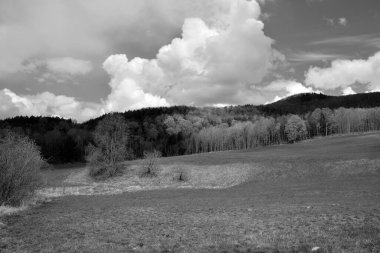 Bromont, Quebec, Kanada 'daki Bahar Ormanı manzarası