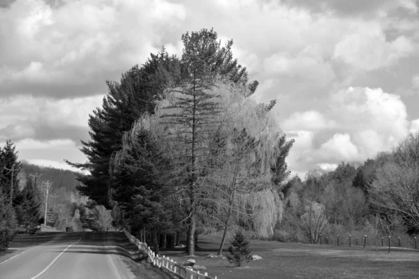 Bromont, Quebec, Kanada 'daki Bahar Ormanı manzarası