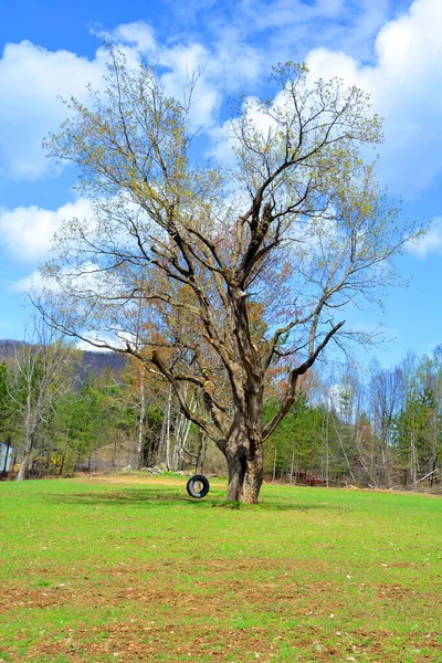 Spring Forest Landscape Bromont Eastern Township Quebec Canada — Stock Photo, Image