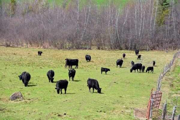 ウェールズ ブラック Welsh Black ウェールズ生まれの牛の二本立てである この品種は英国で最も古い品種の1つで 前ローマ時代に戻ります — ストック写真