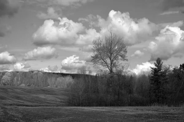 Spring Forest Landscape Bromont Eastern Township Quebec Canada — Stock Photo, Image
