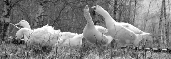 Domácí Husy Jsou Domestikované Šedé Husy Husy Šedé Nebo Labutě — Stock fotografie