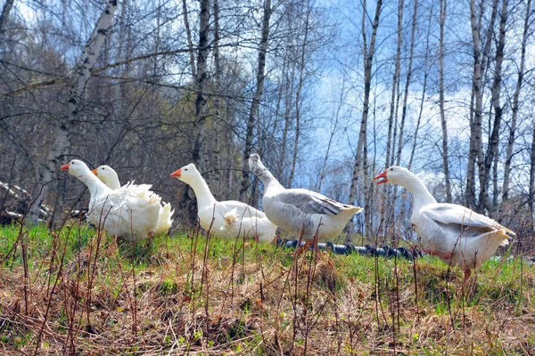 Gansos Domésticos São Gansos Cinzentos Domesticados Gansos Cinzentos Gansos Cisnes — Fotografia de Stock