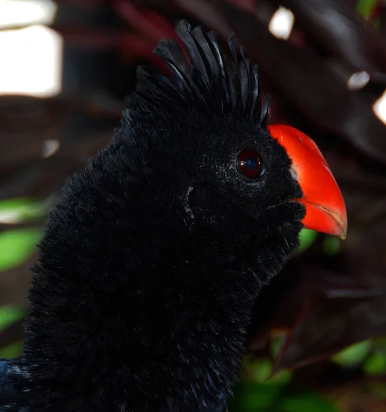 Éjszakai Curassow Egy Madárfaj Cracidae Családban Brazíliában Kolumbiában Ecuadorban Peruban — Stock Fotó