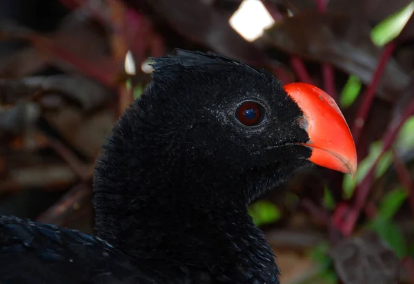 Νυκτόβιο Curassow Είναι Ένα Είδος Πουλιού Της Οικογένειας Cracidae Βρίσκεται — Φωτογραφία Αρχείου