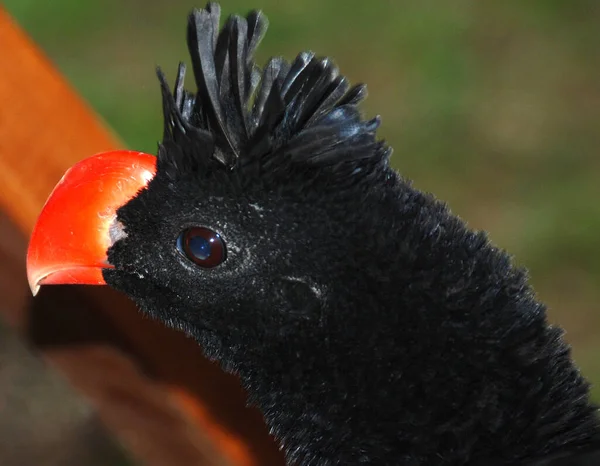 Curassow Notturno Una Specie Uccello Della Famiglia Cracidae Trova Brasile — Foto Stock