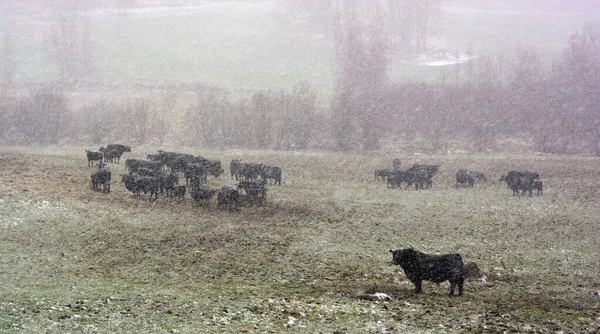 Invierno Welsh Black Una Raza Doble Propósito Ganado Nativo Gales — Foto de Stock