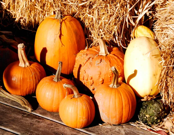 Big Assortment Decorative Pumpkins Flowers Market Montreal Quebec Canada — Stock Photo, Image