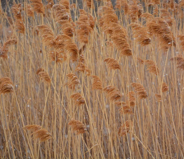 春天的风景里 生长在水边的Glyceria Maxima 也被称为Great Manna Grass Reed Mannagrass和Reed Sweet Grass — 图库照片