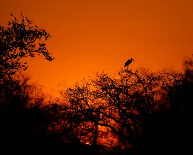 Kruger Park 'taki günbatımı Afrika' daki en büyük oyun rezervlerinden biridir..