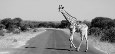 Güney Afrika 'daki Kruger Parkı: Zürafa (Giraffa camelopardalis), Afrika' da yaşayan tek ayak parmaklı bir memeli türü..