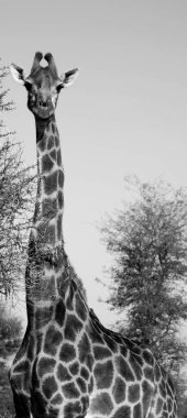 Güney Afrika 'daki Kruger Parkı: Zürafa (Giraffa camelopardalis), Afrika' da yaşayan tek ayak parmaklı bir memeli türü..