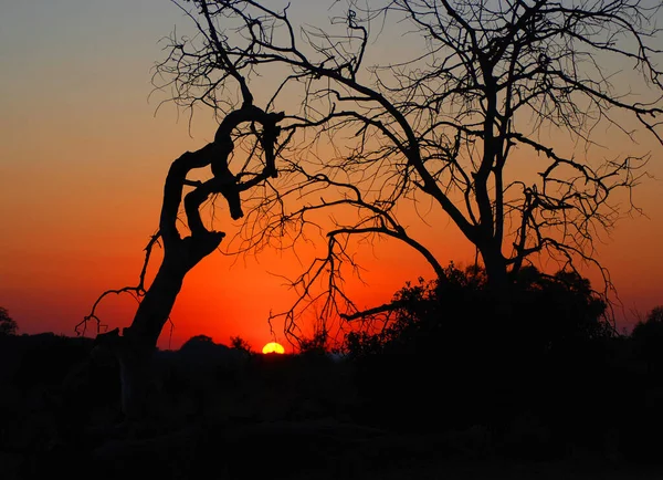 Kruger Park Taki Günbatımı Afrika Daki Büyük Oyun Rezervlerinden Biridir — Stok fotoğraf