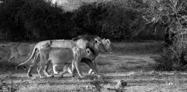 Afrika Nın Büyük Oyun Rezervlerinden Biri Olan Kruger Park Taki — Stok fotoğraf