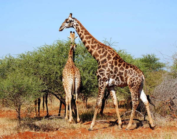 Güney Afrika Daki Kruger Parkı Zürafa Giraffa Camelopardalis Afrika Yaşayan — Stok fotoğraf
