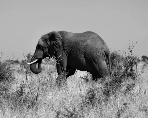 Elefante Parque Kruger África Sul — Fotografia de Stock