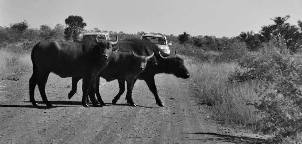 Kruger Park África Sul Maio Buffalos Atravessando Uma Estrada Frente — Fotografia de Stock