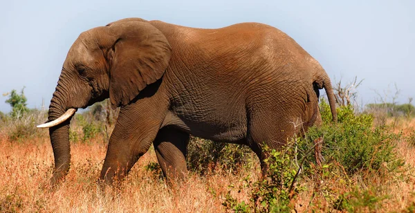 Ελέφαντας Στο Πάρκο Kruger Νότια Αφρική — Φωτογραφία Αρχείου