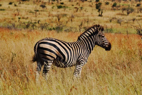 アフリカ大陸のゼブラ動物 クルーガー国立公園 サファリゲームドライブ 南アフリカ — ストック写真