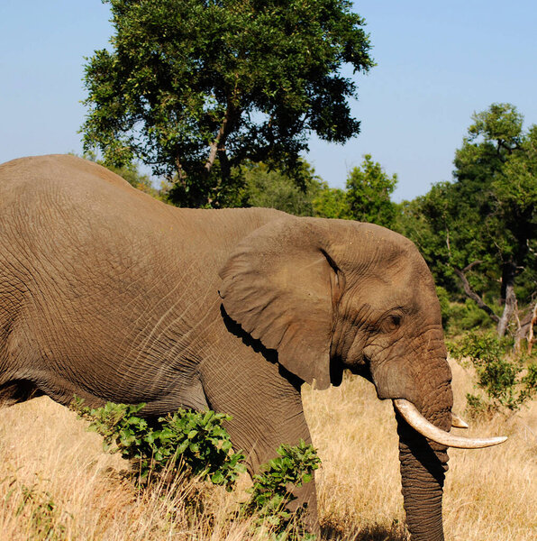 Elephant at the Kruger park, South Africa