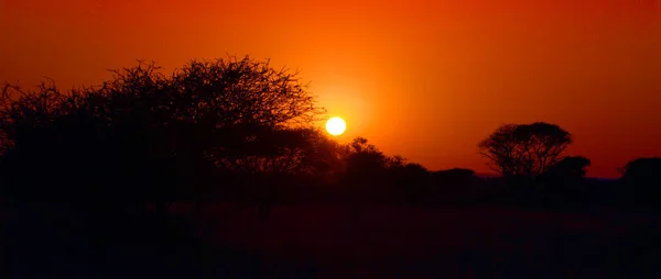 Sonnenuntergang Kruger Park Südafrika Ist Eines Der Größten Wildreservate Afrikas — Stockfoto