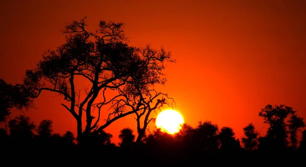 Puesta Sol Parque Kruger Sudáfrica Una Las Mayores Reservas Caza —  Fotos de Stock