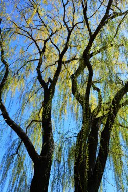 Gökyüzü arka planında ağaç dalları