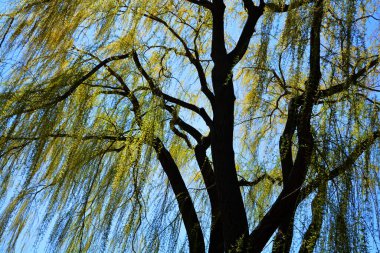 Gökyüzü arka planında ağaç dalları
