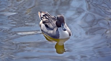 Suda yüzen güzel ördek