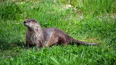 Otters are carnivorous mammals in the subfamily Lutrinae. The 13 extant otter species are all semiaquatic, aquatic or marine, with diets based on fish and invertebrates. clipart