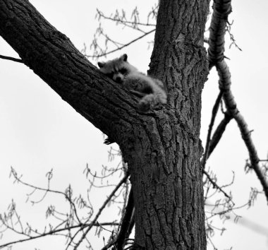 Rakun, rakun veya rakun, Kuzey Amerika, Kuzey rakunu ve rakun olarak da bilinir, Kuzey Amerika 'da yaşayan orta büyüklükte bir memeli türü..