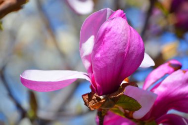 Magnolia ağacı, Magnoliaceae familyasının Magnolioideae alt familyasından 210 çiçekli büyük bir bitki türüdür. Adını Fransız botanikçi Pierre Magnol 'dan almıştır..