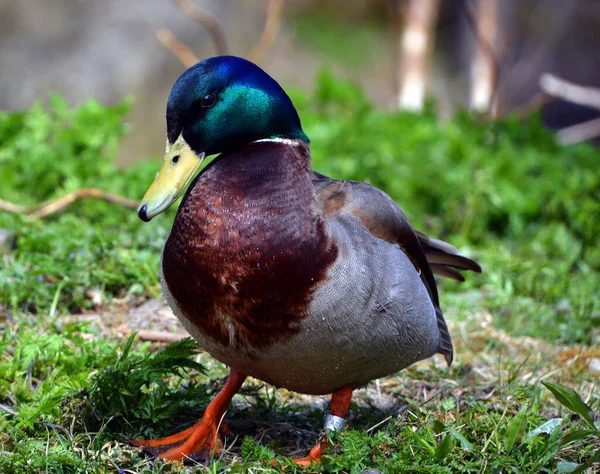 Canard Colvert Mâle Anas Platyrhynchos Est Canard Barboteur Qui Reproduit — Photo