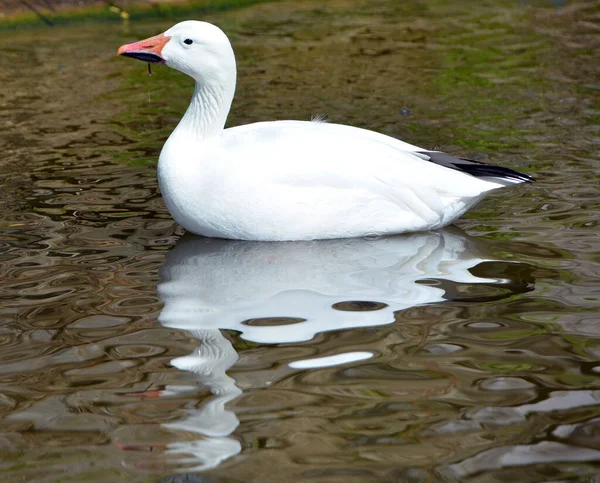 Pekin White Pekin Uma Raça Americana Pato Doméstico Criado Principalmente — Fotografia de Stock