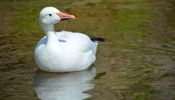 Pekin Nebo White Pekin Americké Plemeno Domácích Kachen Chovaných Především — Stock fotografie