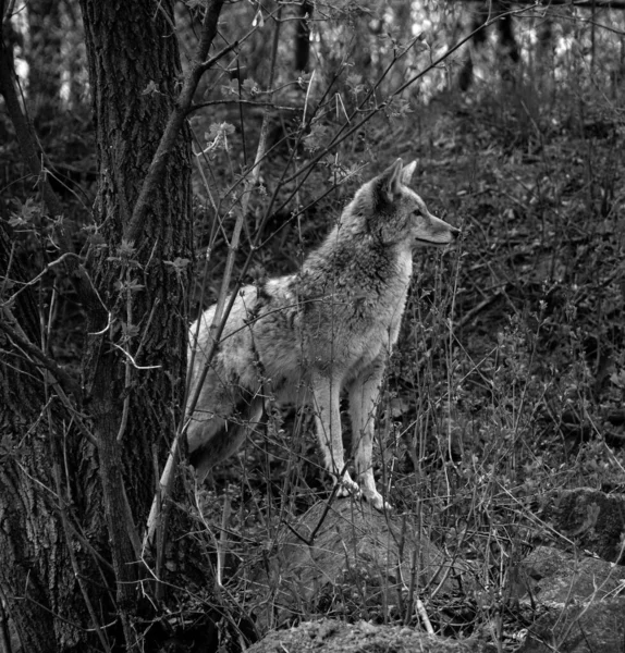 Photo Noir Blanc Loup Dans Forêt — Photo