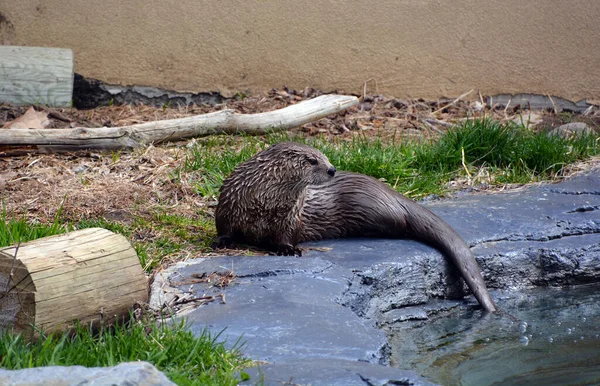 Otters Zijn Vleesetende Zoogdieren Uit Onderfamilie Van Lutrinae Bestaande Ottersoorten — Stockfoto