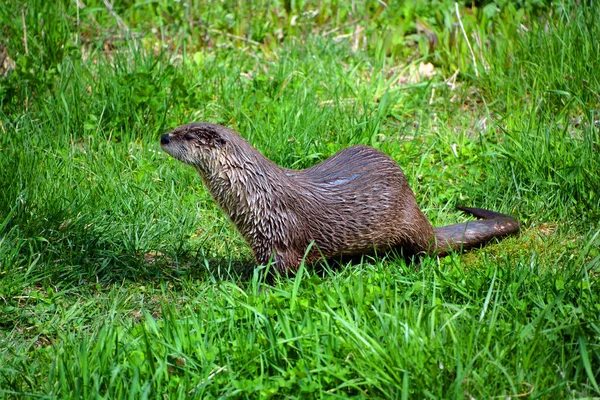 Otters Carnivorous Mammals Subfamily Lutrinae Extant Otter Species All Semiaquatic — Stock Photo, Image