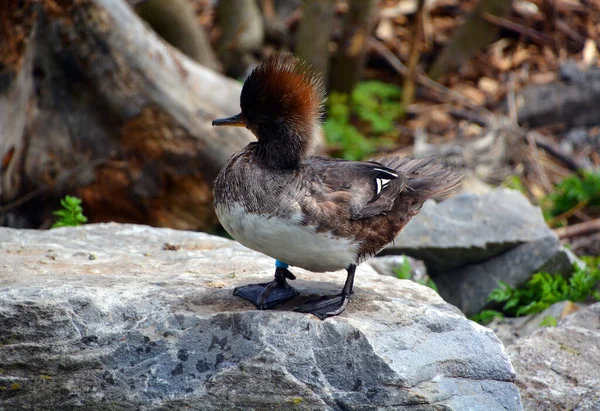 Lophodytes Cucullatus Uma Espécie Merganser Única Espécie Existente Gênero Lophodytes — Fotografia de Stock