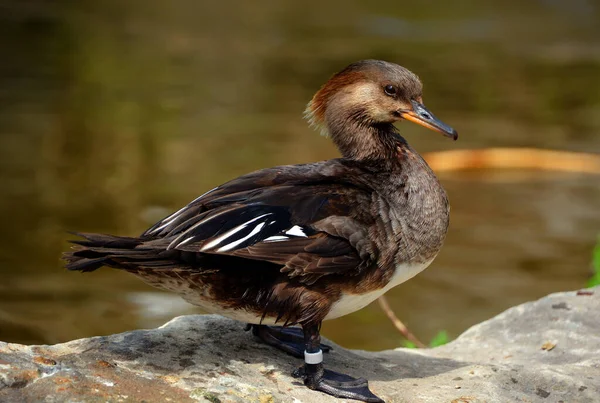 Lophodytes Cucullatus Een Straalvinnige Vissensoort Uit Familie Van Zeepalingen Lophodytes — Stockfoto