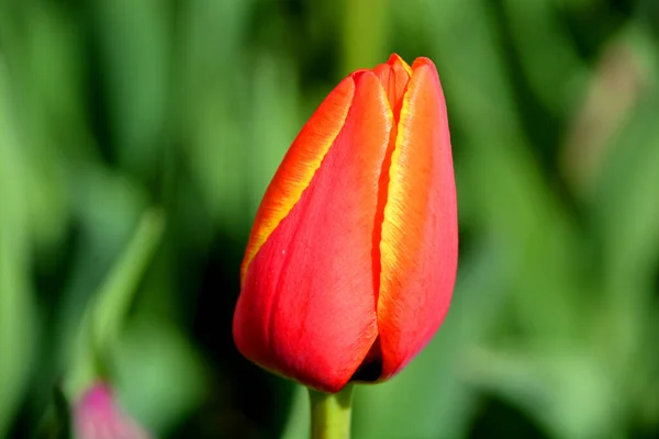 Tulpe Ist Eine Mehrjährige Zwiebelpflanze Mit Auffälligen Blüten Der Gattung — Stockfoto