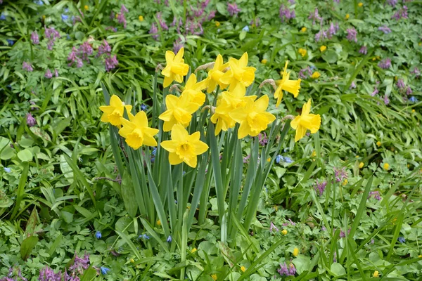 Narcissus Género Plantas Fanerógamas Perteneciente Familia Amaryllidaceae Varios Nombres Comunes —  Fotos de Stock