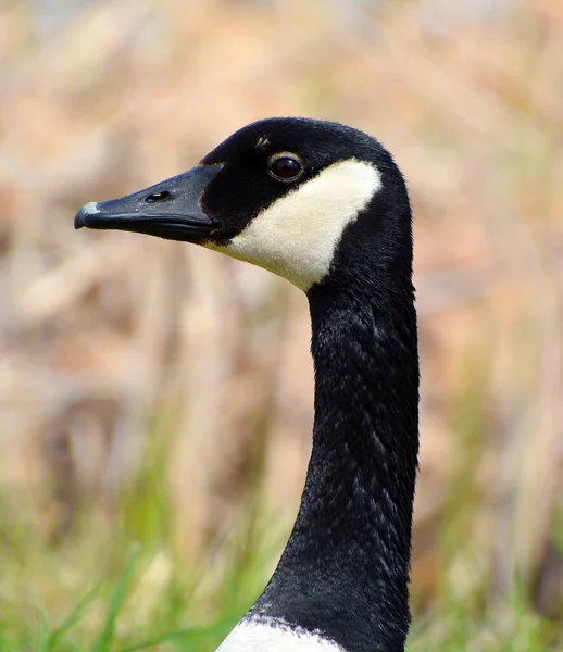 Canada Goose Family Uma Grande Espécie Ganso Selvagem Com Uma — Fotografia de Stock