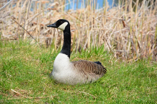 Canada Goose Family Uma Grande Espécie Ganso Selvagem Com Uma — Fotografia de Stock